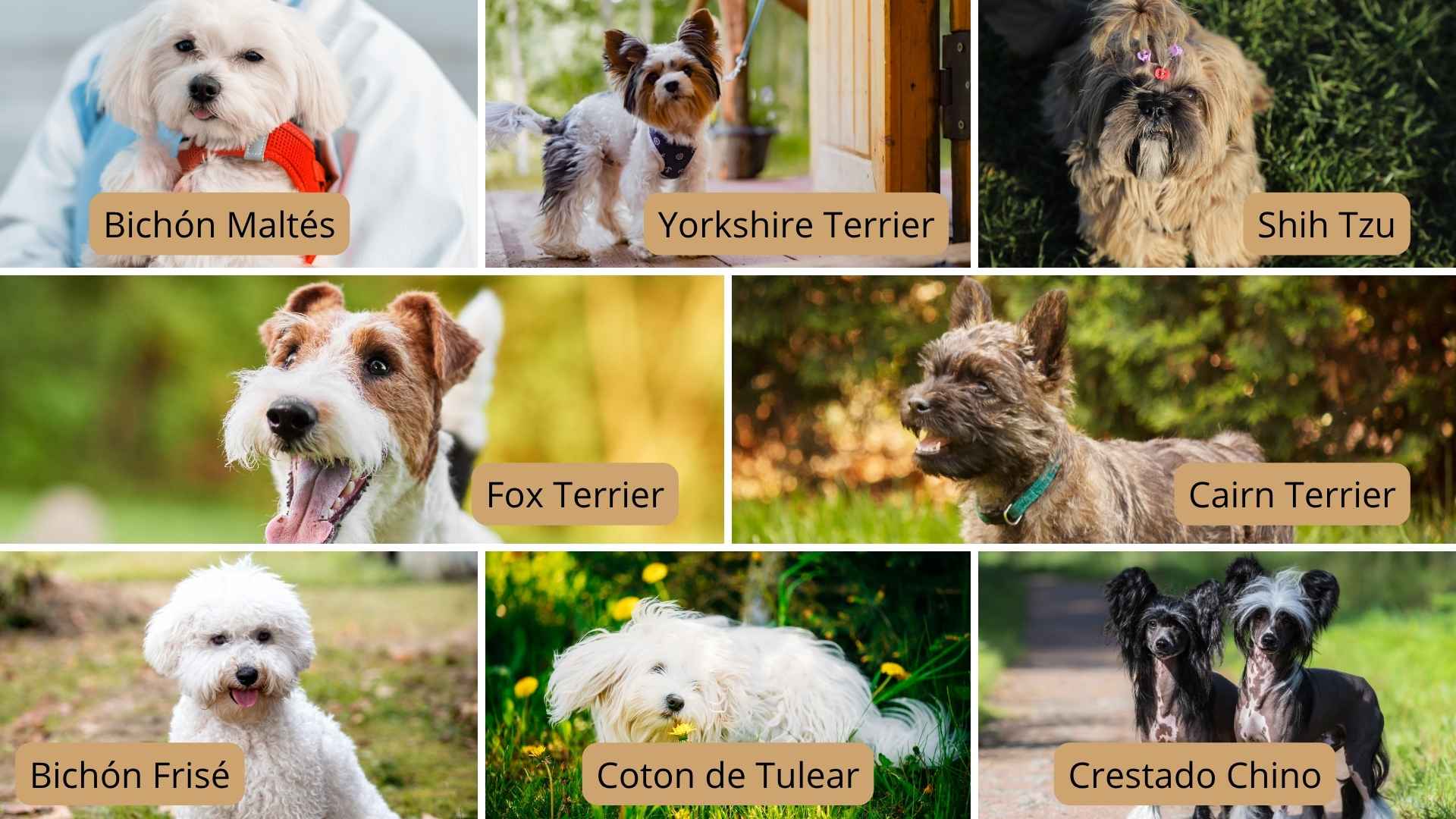 collage razas pequeñas